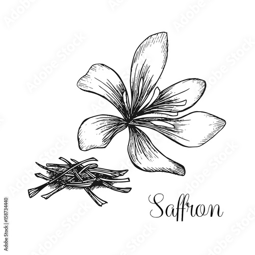 Hand drawn ink illustration of saffron