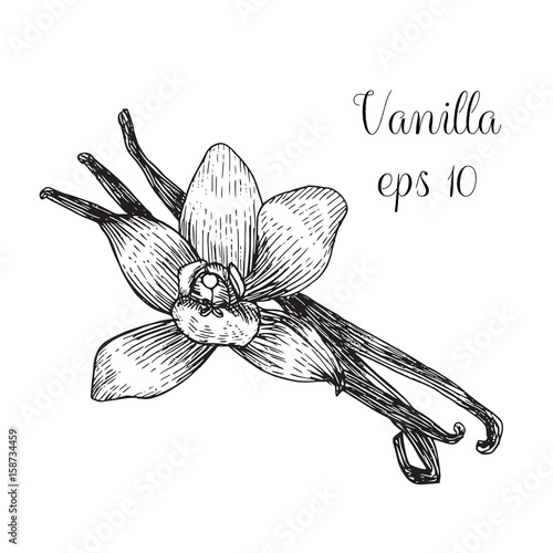 Hand drawn ink illustration of vanilla