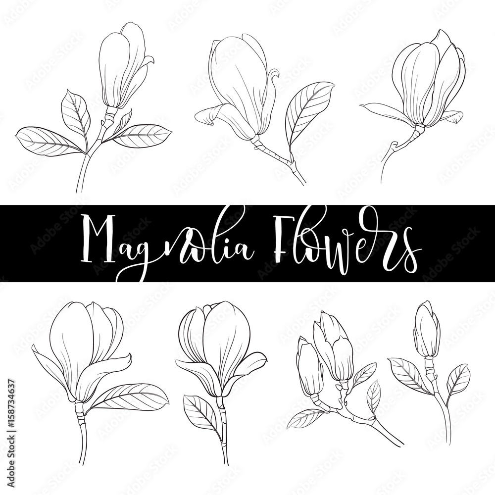 Set of floral elements. Bundle of Linear sketch of Magnolia Flowers ...