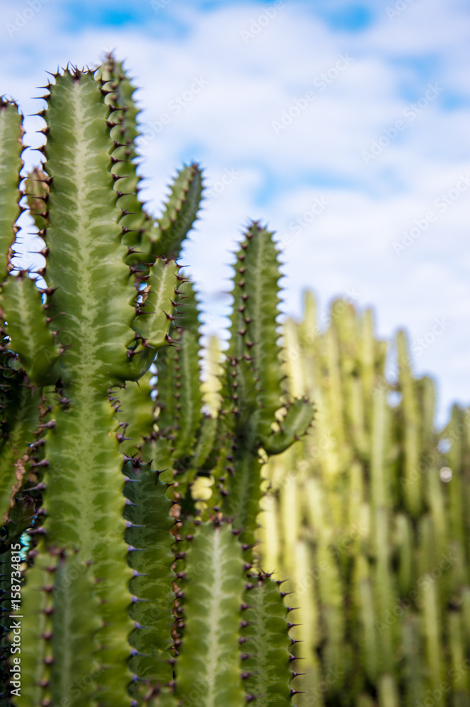 Green cactus growing in Gran Canaria, Canary Islands, Spain