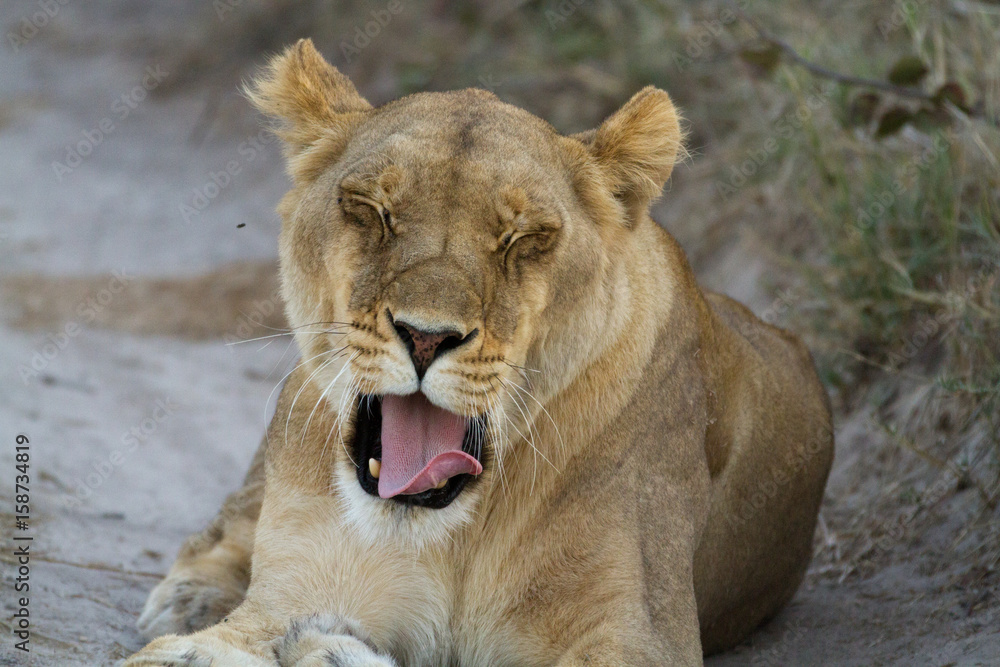 Obraz premium lions of the moremi reserve in botswana