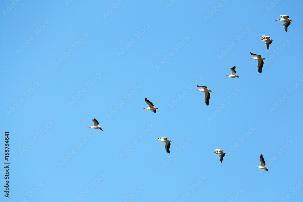 A flock of white pelicans (Onocrotalus Pelecanus) soaring in the sky
