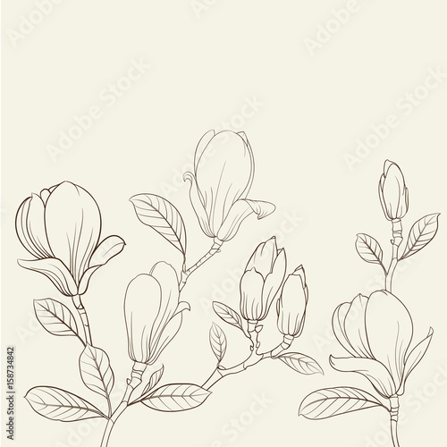 Magnolia blooming flower. Line illustration on a white background. Vector illustration.
