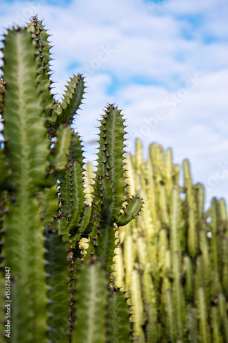 Green cactus growing in Gran Canaria  Canary Islands  Spain