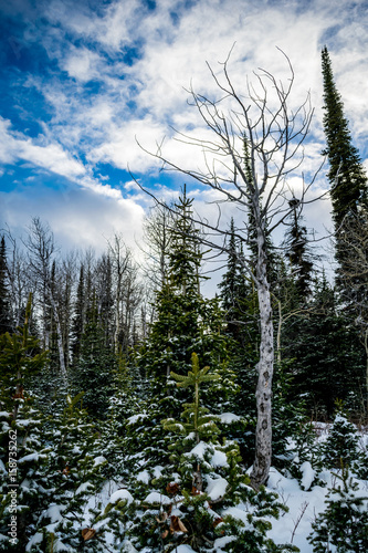 Winter Forest Scene 