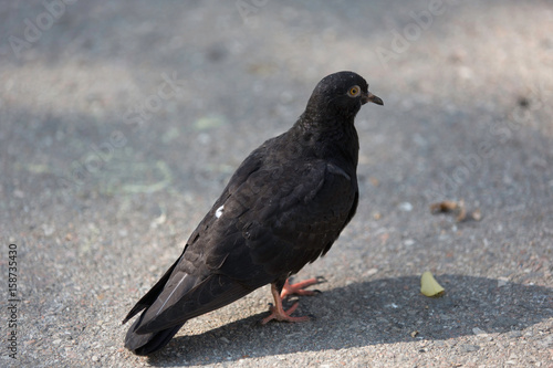 Black dove closeup shot