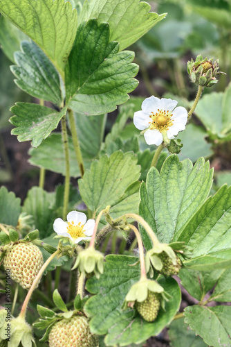 Strawberry flower blooming, growing plant agriculture