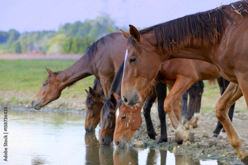 Fototapeta premium Pferdebar, einige wilde Pferde beim Saufen am Fluß