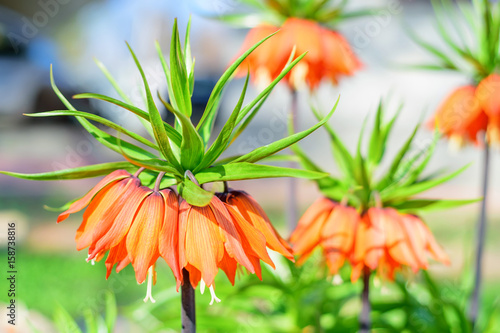 Beautiful crown imperial photo