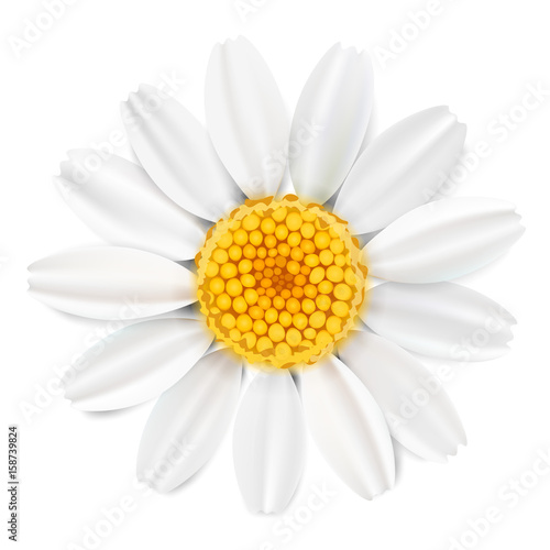 Pastel background with camomile flowers.