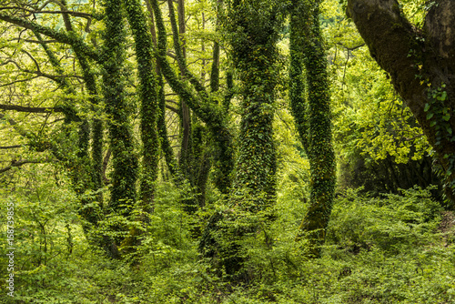 Green forest © studiodr