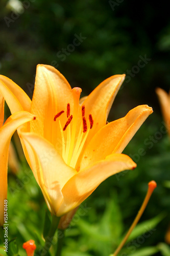  Orange lilies. Orange flowers. Vegetation. Vegetable world. Nature. Light flowers. Fresh. Close-up. Macro.