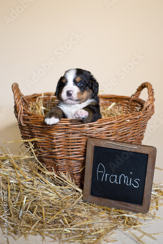 Berner Sennenhund Welpe sitzt im Korb photo