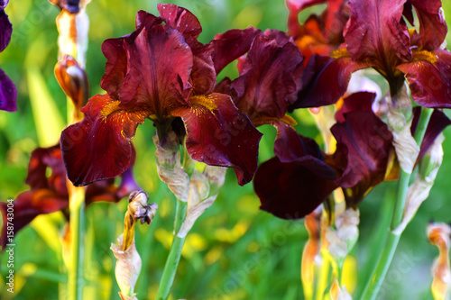 Beautiful floral background. Amazing view of the bright red iris blooming in the garden in the middle of a sunny summer spring day with green grass.