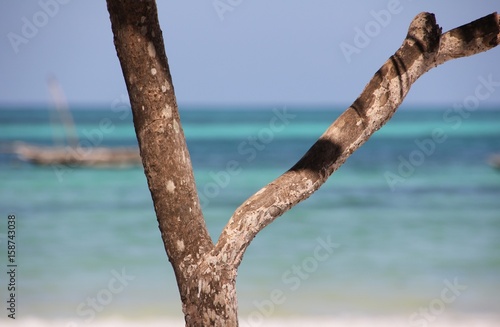 Fork of a tree / Kiwengwa Beach, Zanzibar Island, Tanzania, Indian Ocean, Africa