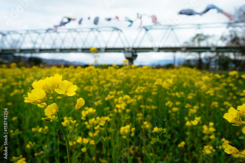 菜の花と鯉のぼり