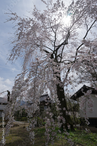 長玅寺の桜