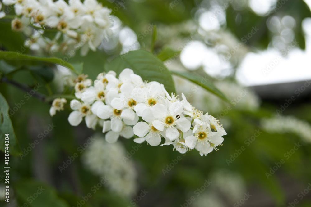 Flower, spring Flower, spring