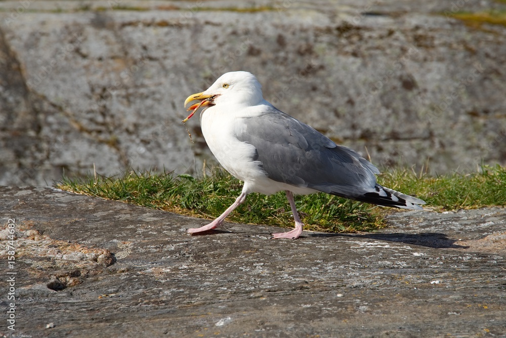 Fototapeta premium Umweltverschmutzung, Möwe mit Kunstköder