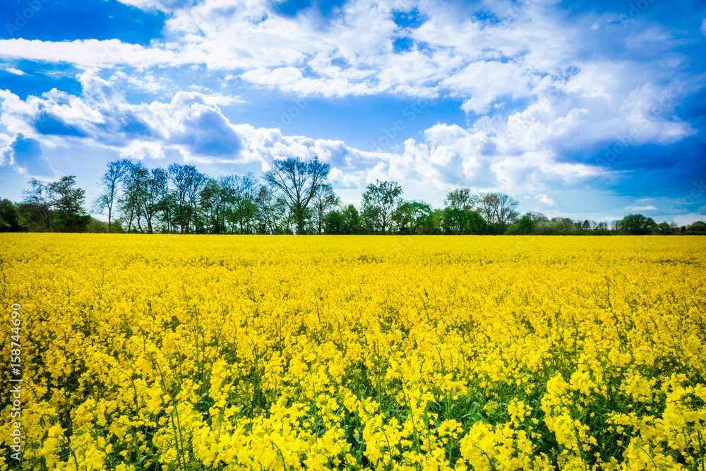 Leuchtend gelbes Rapsfeld - Rape field