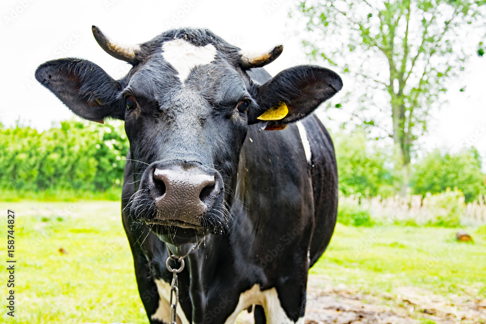 Friendly black and white dairy cow