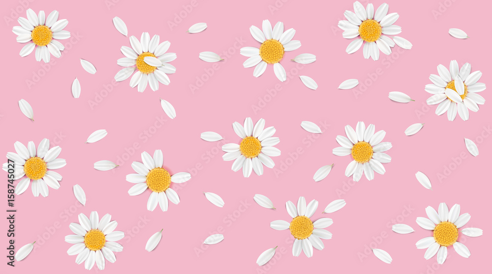 Pastel background with camomile flowers.