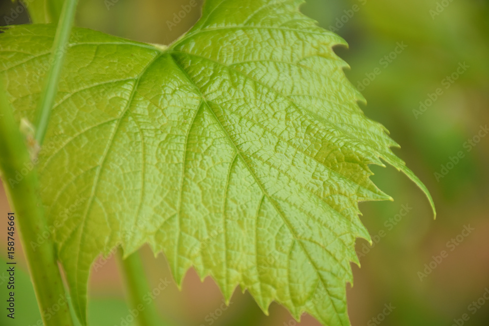 grape leaves grape leaves