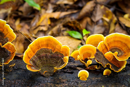 Ganoderma mushroom in nature