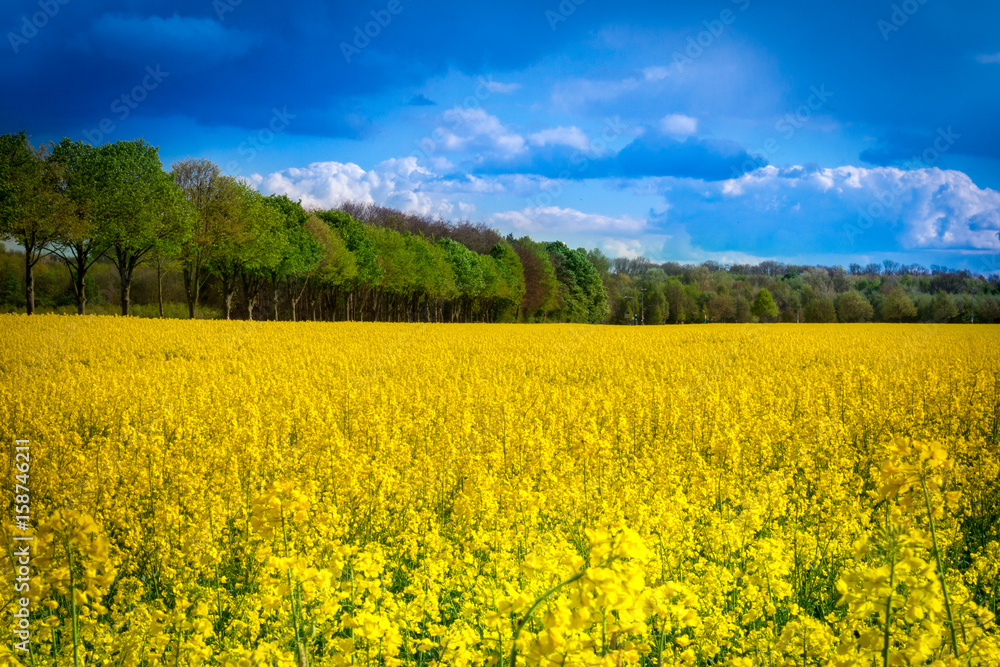 Leuchtend gelbes Rapsfeld mit Baumallee - Rape field