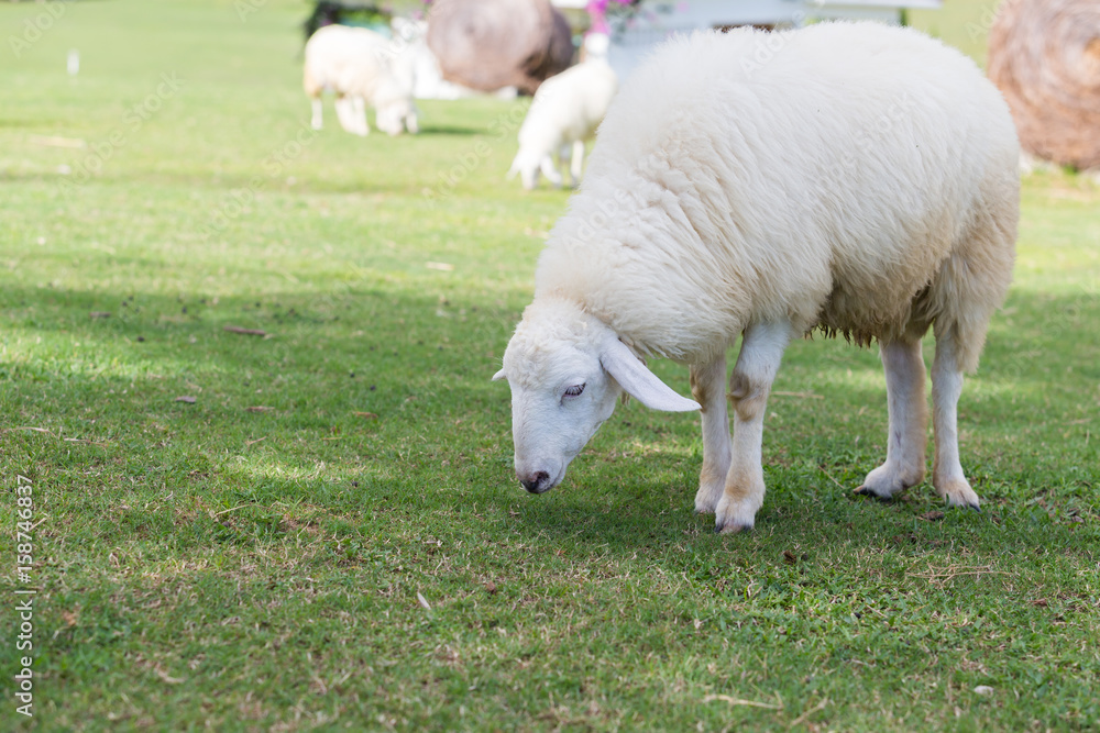 Obraz premium Sheep eating grass