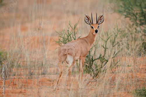 Steenbok, Raphicerus campestris, wild animal in Kalahari, looking directly at camera. Small antelope on red sand of Kgalagadi. Steenbok on red dune. Kgalagadi transfrontier park, South Africa. photo