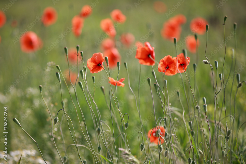 Obraz premium Mohnblumen