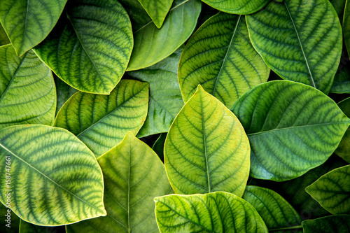Photo the  Fresh tropical Green leaves background