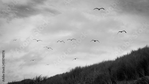 Foto Möwen über Dünen