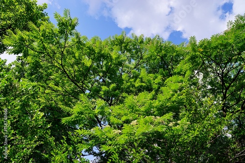 緑の木々 © ogawaay
