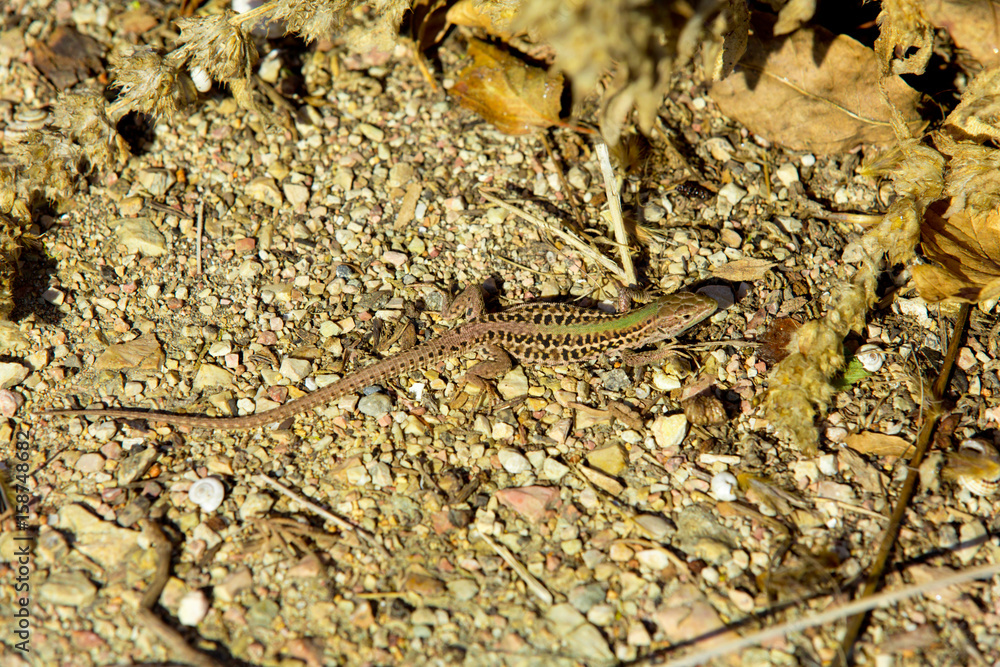 Lizard basking in the rays of the setting sun Lizard basking in the rays of the setting sun