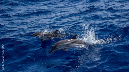 Zwei Delfine © Stefan
