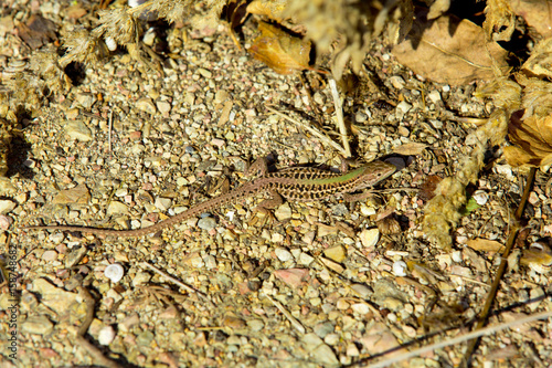 Lizard basking in the rays of the setting sun