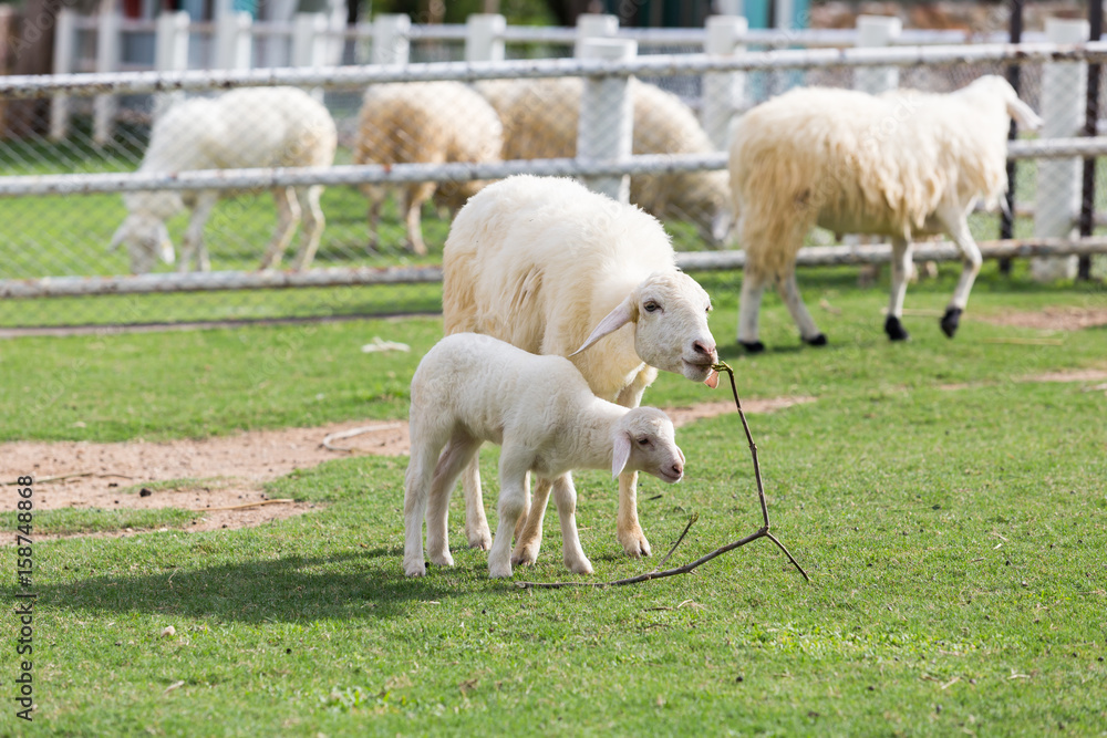 Naklejka premium Sheep eating grass