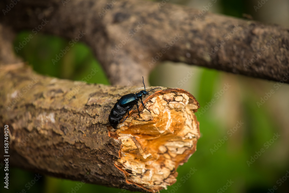 A beautiful closeup of a dark blue beetle on a tree trunk in summer forest A beautiful closeup of a dark blue beetle on a tree trunk in summer forest