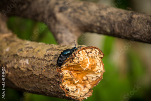 A beautiful closeup of a dark blue beetle on a tree trunk in summer forest