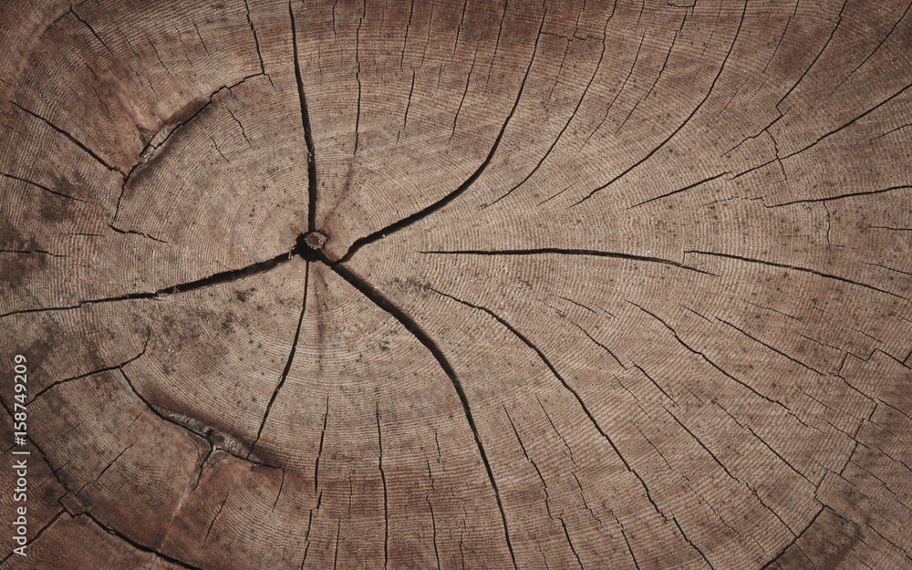 Fototapeta premium Wood texture.