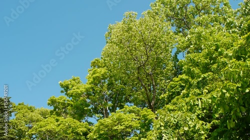 Wallpaper Mural 新緑の森　差し込む光を見上げる Torontodigital.ca