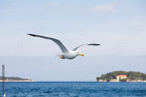 Seagull in flight