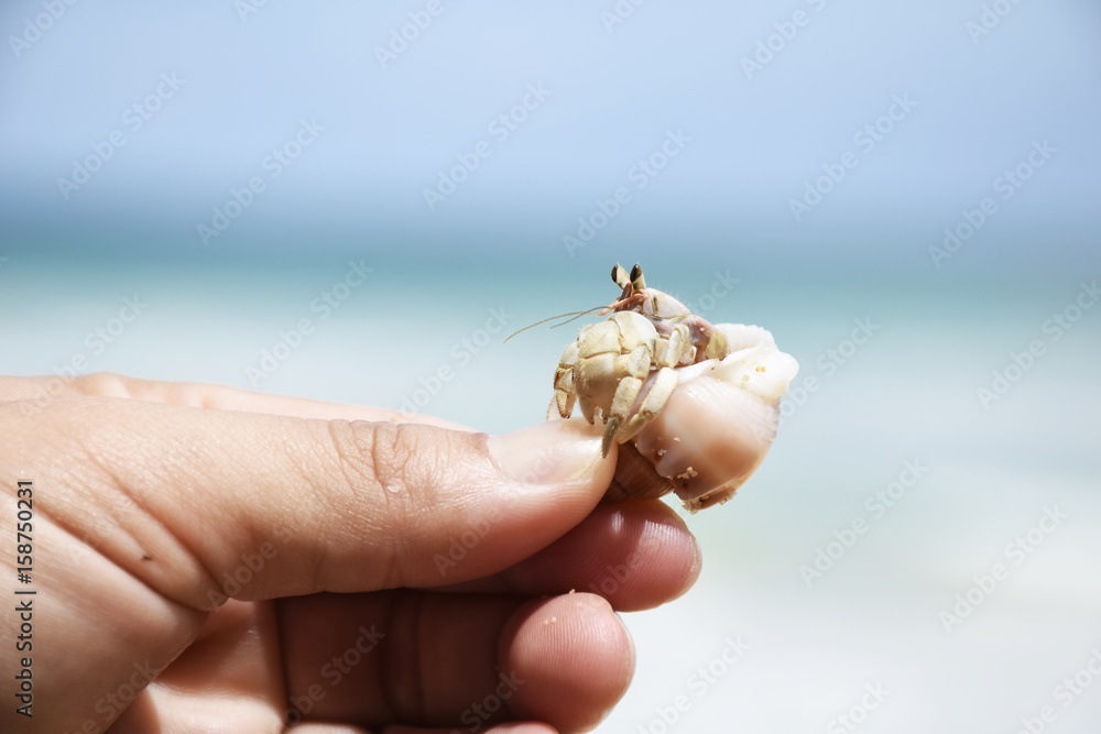 Closeup the hermit crab Paguroidea caught by one hand at the sea. Closeup the hermit crab Paguroidea caught by one hand at the sea.
