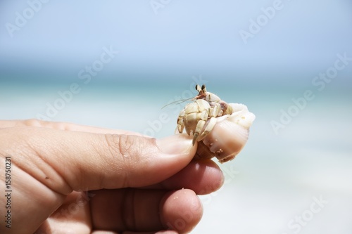 Closeup the hermit crab Paguroidea caught by one hand at the sea.