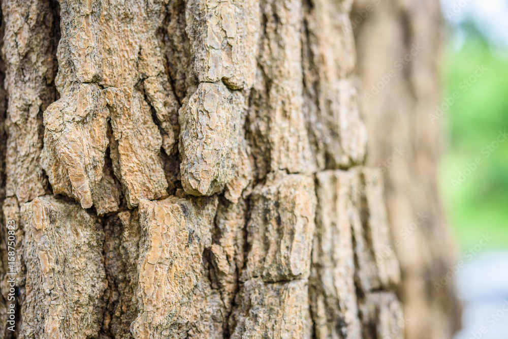Tree bark texture background. Tree bark texture background.