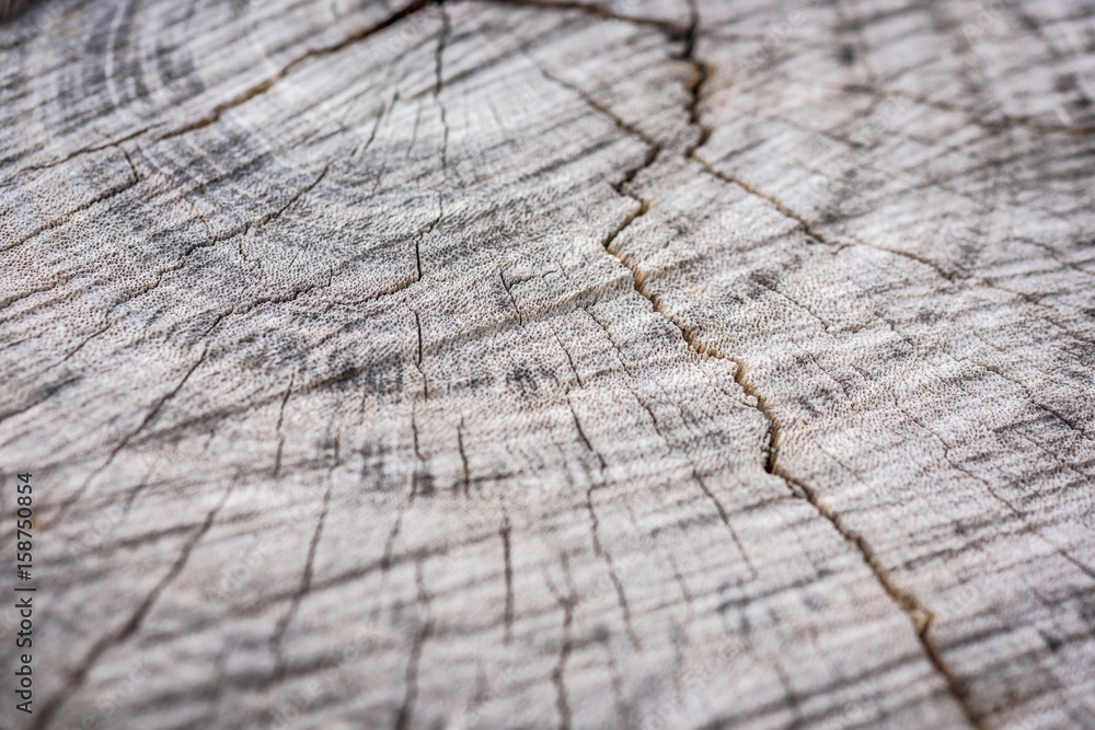 Fototapeta premium old tree stump texture background