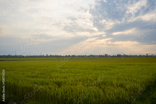 A panorama of rice fields nestled in the hills of Vietnam