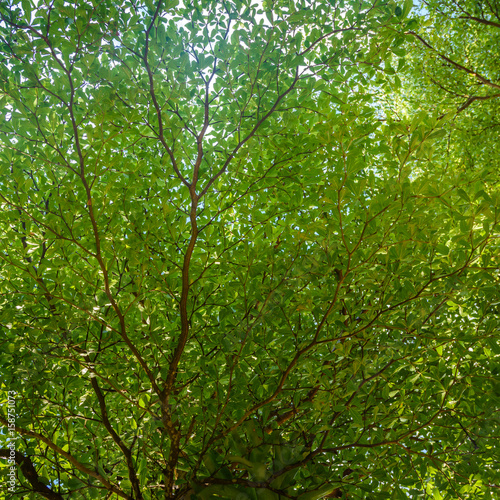 branch of green leaf © bouybin